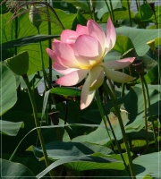 &nbsp; Lotus-Bl&uuml;te im Wind &nbsp;