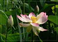 &nbsp; Lotus-Bl&uuml;te und Knospen &nbsp;