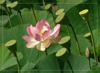 &nbsp; Lotus-Bl&uuml;te und Samen &nbsp;