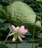 &nbsp; Lotus-Bl&uuml;te mit Blatt &nbsp;