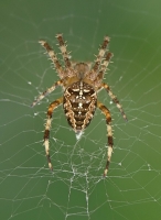 &nbsp; Kreuz-Spinne [ 2 Aufnahmen ] &nbsp;