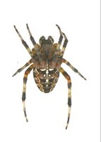 &nbsp; Wie unter'm Mikroskop &nbsp;