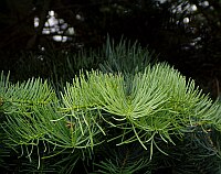 
 &nbsp; Kiefernzweig am Holstenplatz &nbsp; 
