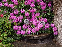 
 &nbsp; &nbsp; &nbsp; &nbsp; &nbsp; Bl&uuml;hender Rhododendron &nbsp; 
 &nbsp; auf dem Gel&auml;nde der freiwilligen Feuerwehr &nbsp; 
