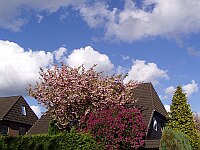 
 &nbsp; Bl&uuml;tenpracht an der Lornsenstra&szlig;e &nbsp; 
