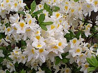 
 &nbsp; Azaleenbl&uuml;te am Holstenplatz &nbsp; 
