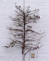 
 &nbsp; Skulptur einer abgestorbenen Pflanze &nbsp; 
 &nbsp; &nbsp; &nbsp; am Geb&auml;ude der Stadtb&uuml;cherei &nbsp; 
