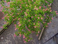 
 &nbsp; Edelkastanie auf dem Parkplatz &nbsp; 
 &nbsp; des Stadtzentrums [ von oben ] &nbsp; 
