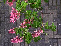 
 &nbsp; Edelkastanie auf dem Parkplatz &nbsp; 
 &nbsp; des Stadtzentrums [ von oben ] &nbsp; 
