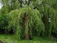 
 &nbsp; &Uuml;ppige Vegetation ' Am Teich ' &nbsp; 
