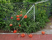 
 &nbsp; Mohnbl&uuml;ten an der Stra&szlig;e &nbsp; 
