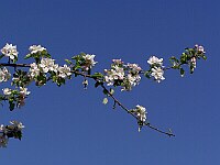 
 &nbsp; Zweig eines Apfelbaums &nbsp; 
