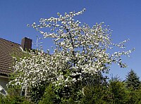 
 &nbsp; Apfelbaum im Garten eines Einfamilienhauses &nbsp; 
