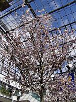 
 &nbsp; Fr&uuml;hling im Stadtzentrum &nbsp; 
