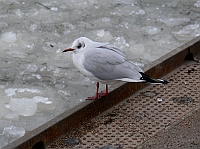 
   Möwe im vereisten Hafen   
