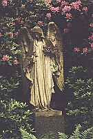 
    female angel   
   surrounded by   
   rhododendron   
